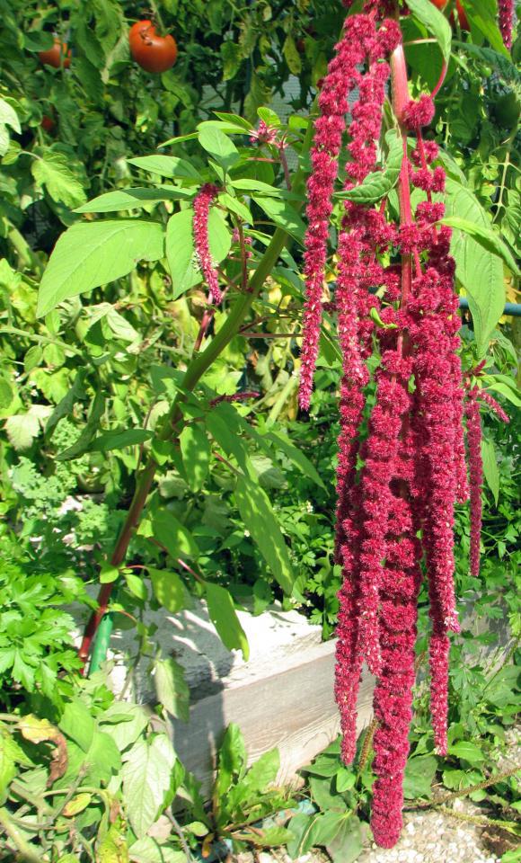 GartenFuchsschwanz (Amaranthus caudatus L.)