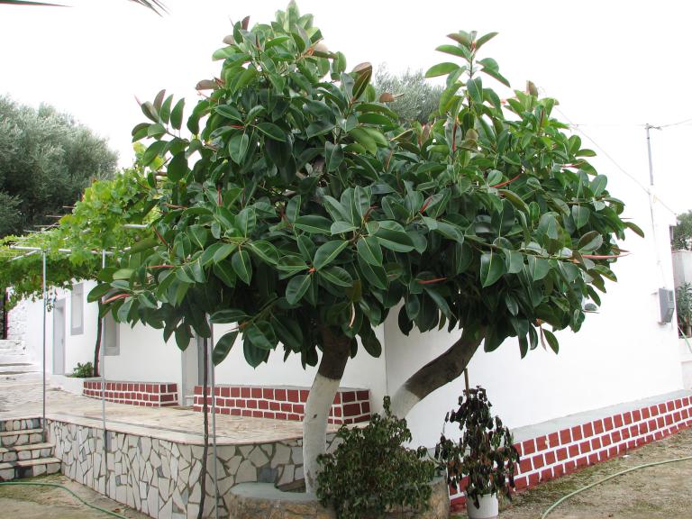 Gummibaum, Ficus elastica