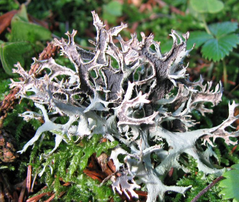 Isländisches Moos wildfind