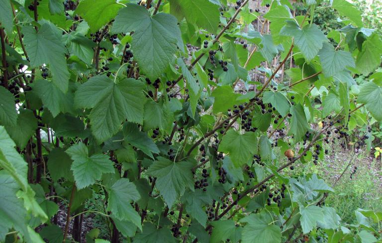 Schwarze Johannisbeere, Ribes nigrum, bot. Sektion Botrycarpum.