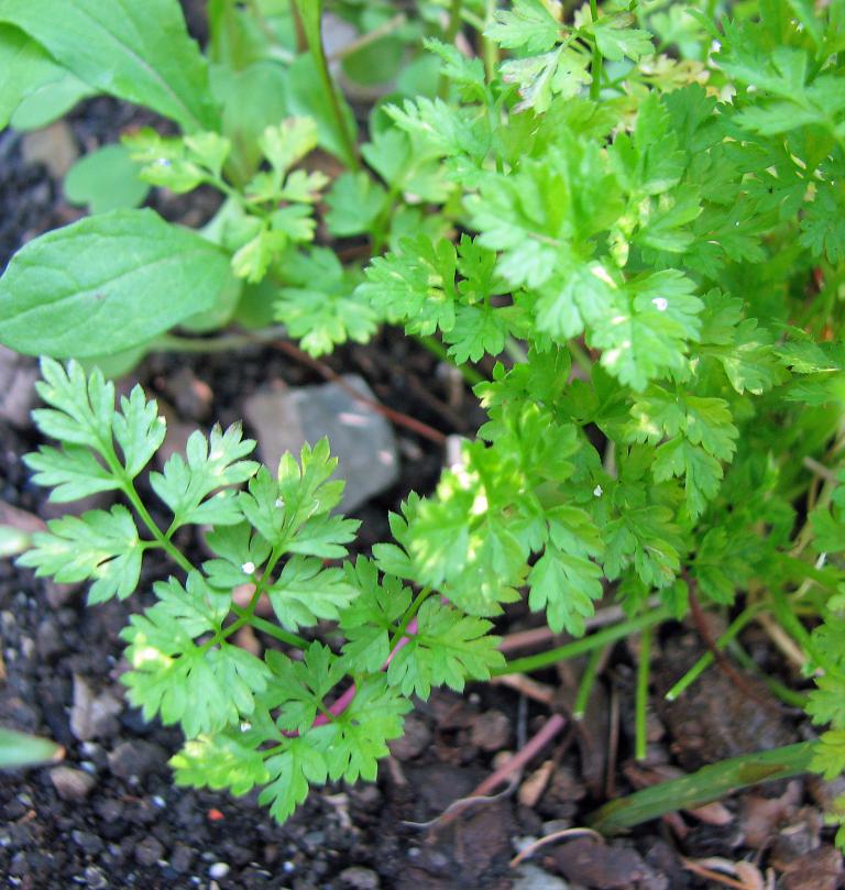 Kerbel, Anthriscus cerefolium