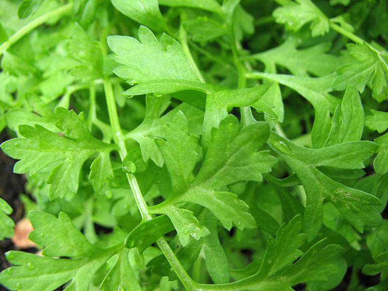 Kresse, Lepidium sativum
