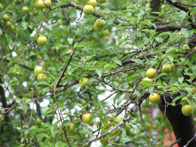 Kriechenpflaume wildfind