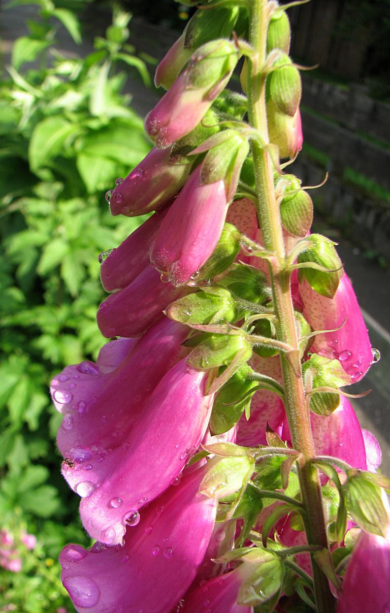 Roter Fingerhut, Digitalis purpurea