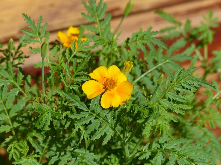 Gewürztagetes, Tagetes tenuifolia