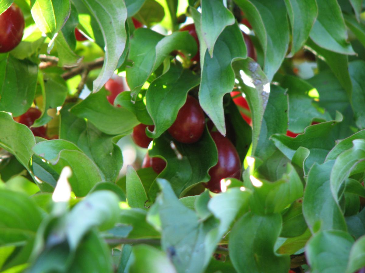 Kornelkirsche, Cornus mas