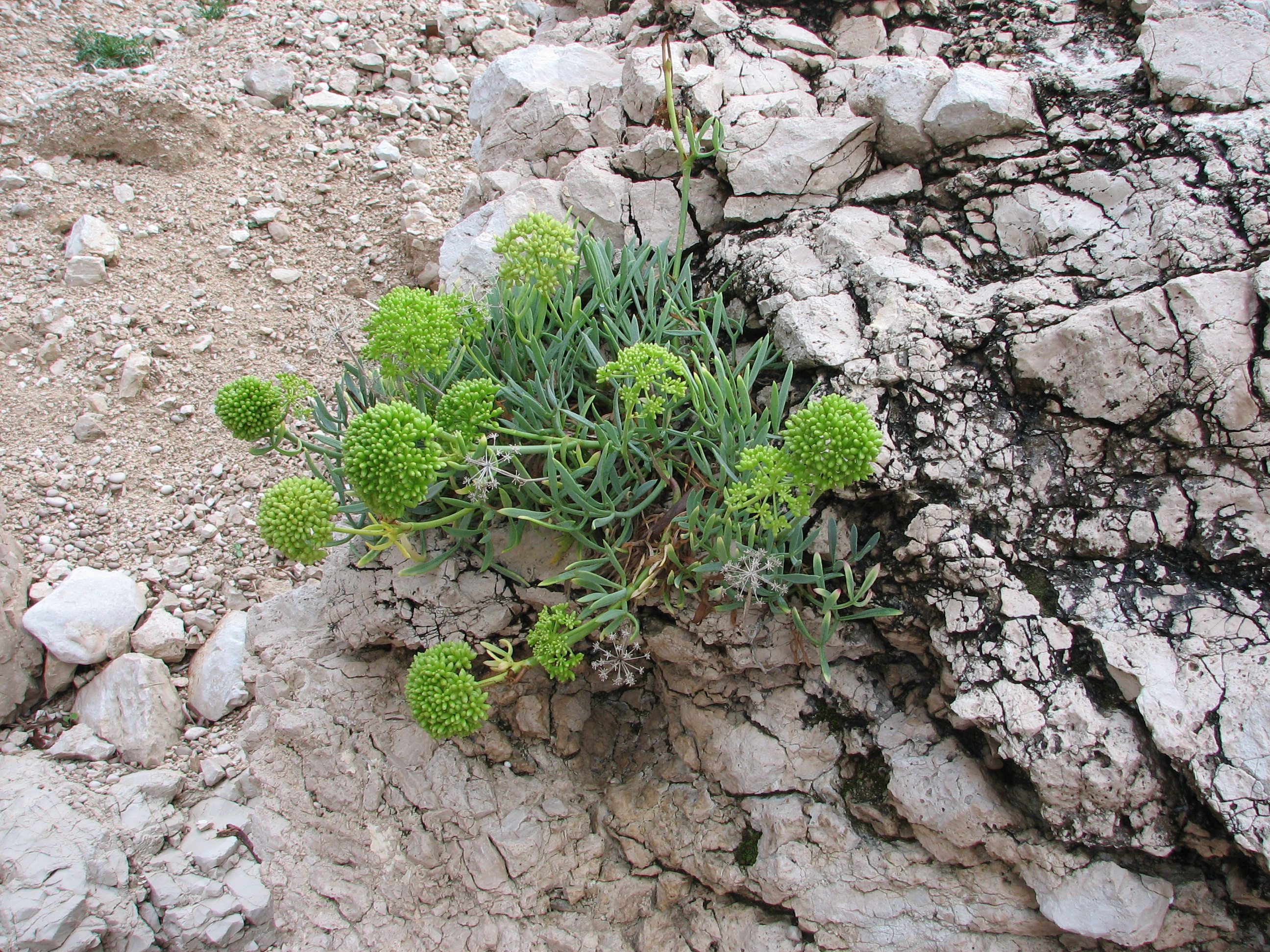 Meerfenchel