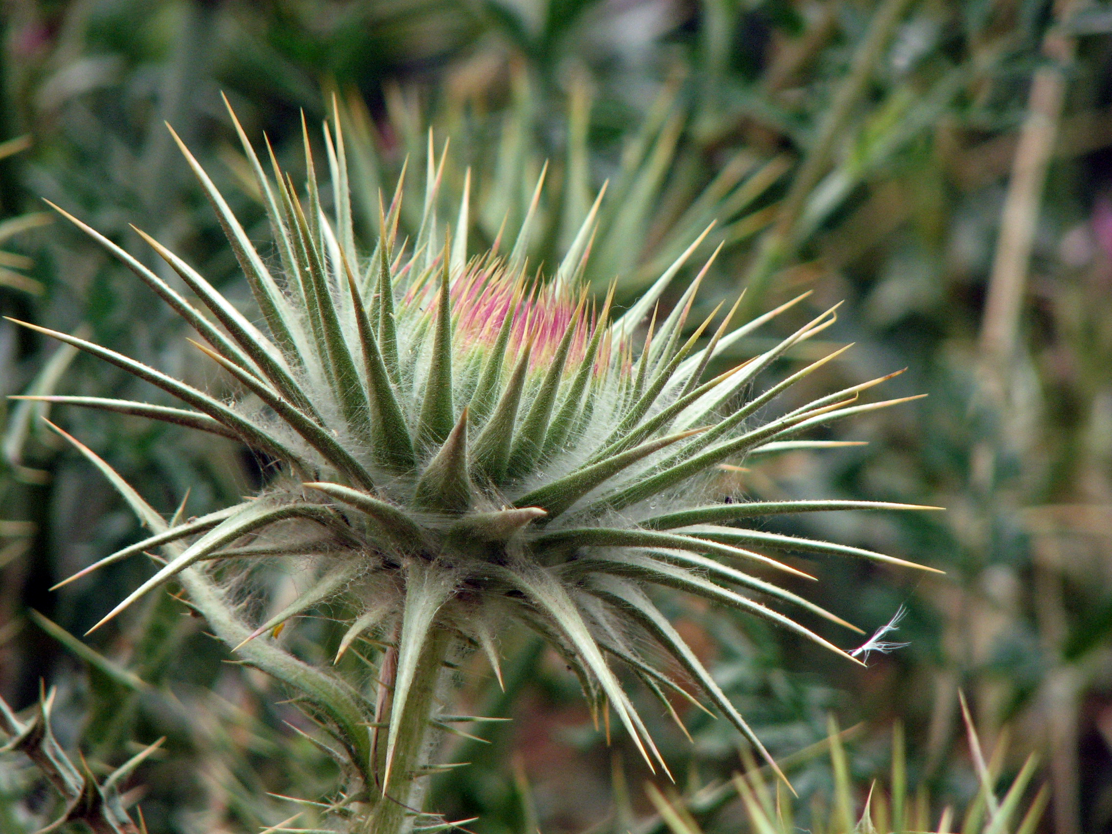 Eselsdistel