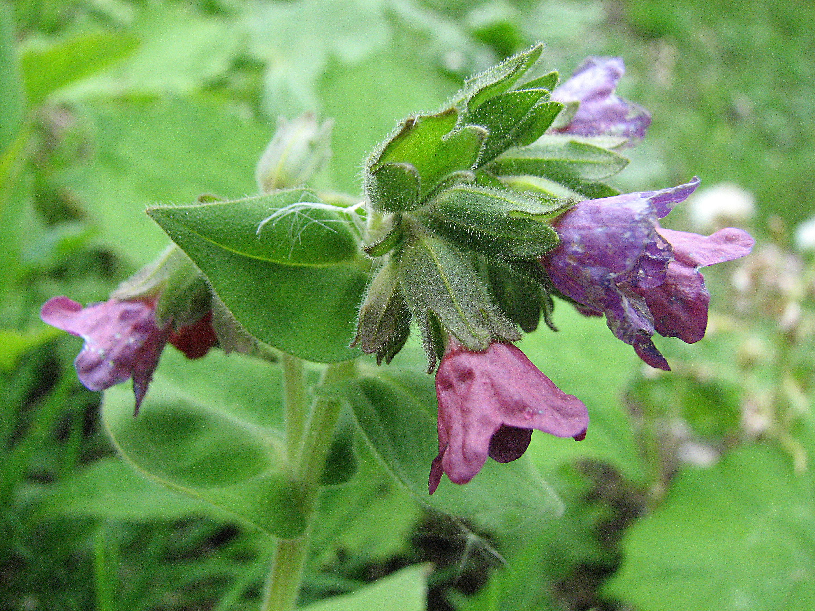 Geflecktes Lungenkraut