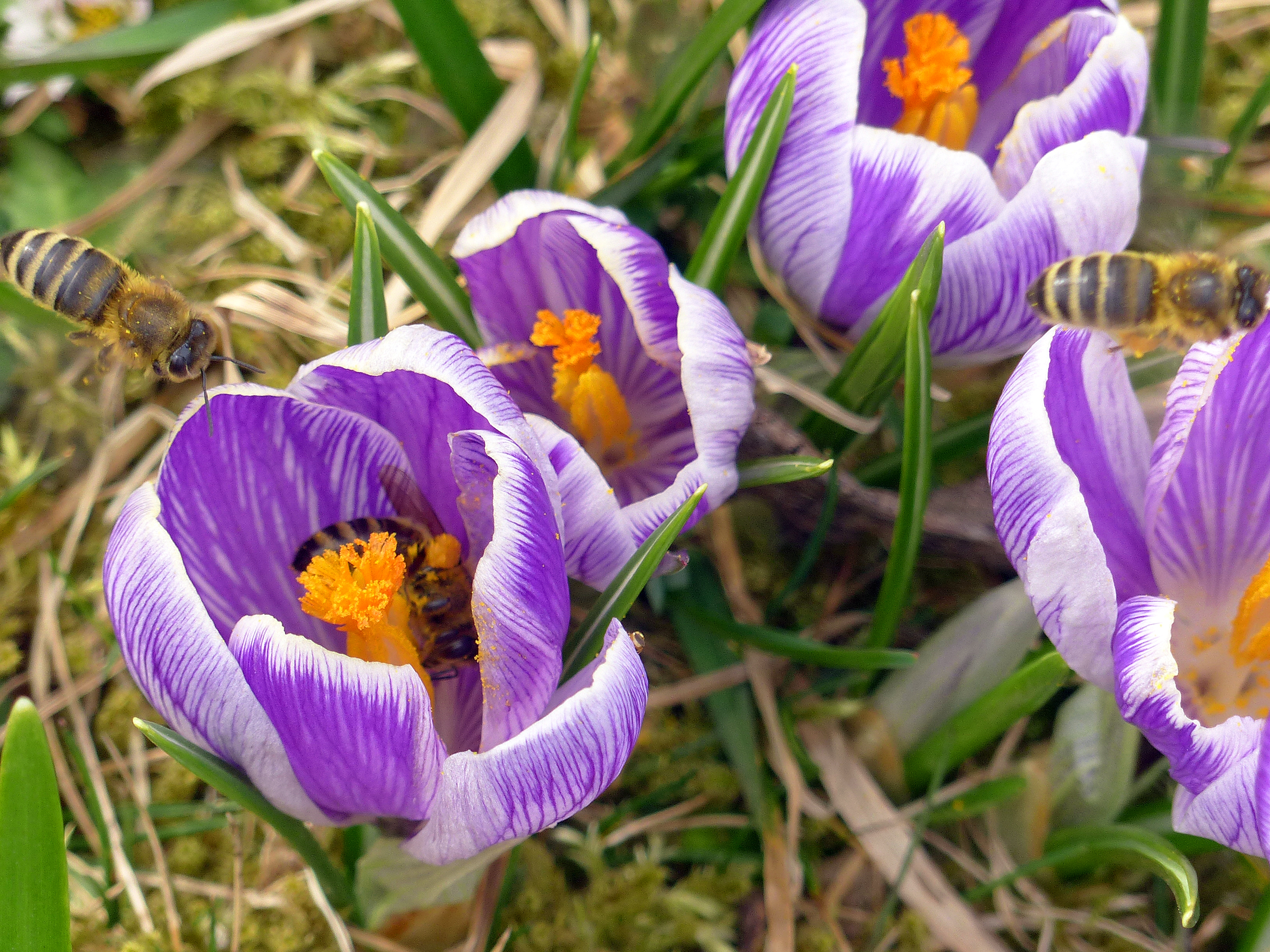 Frühlingskrokus