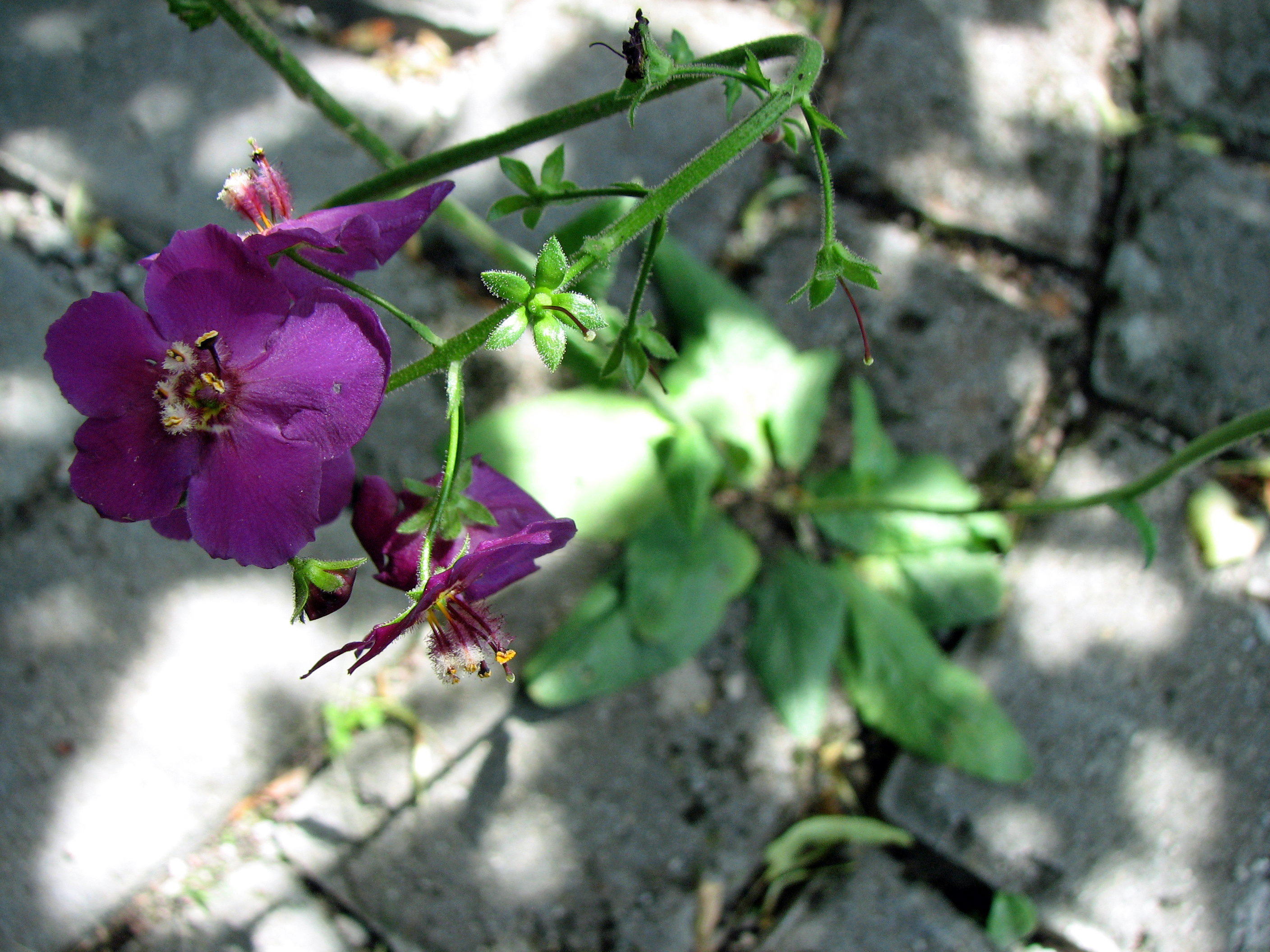 Violette Königskerze