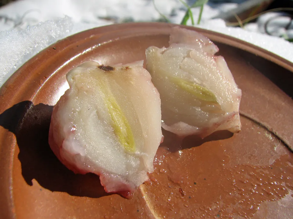 Tulpenzwiebeln als Notnahrung