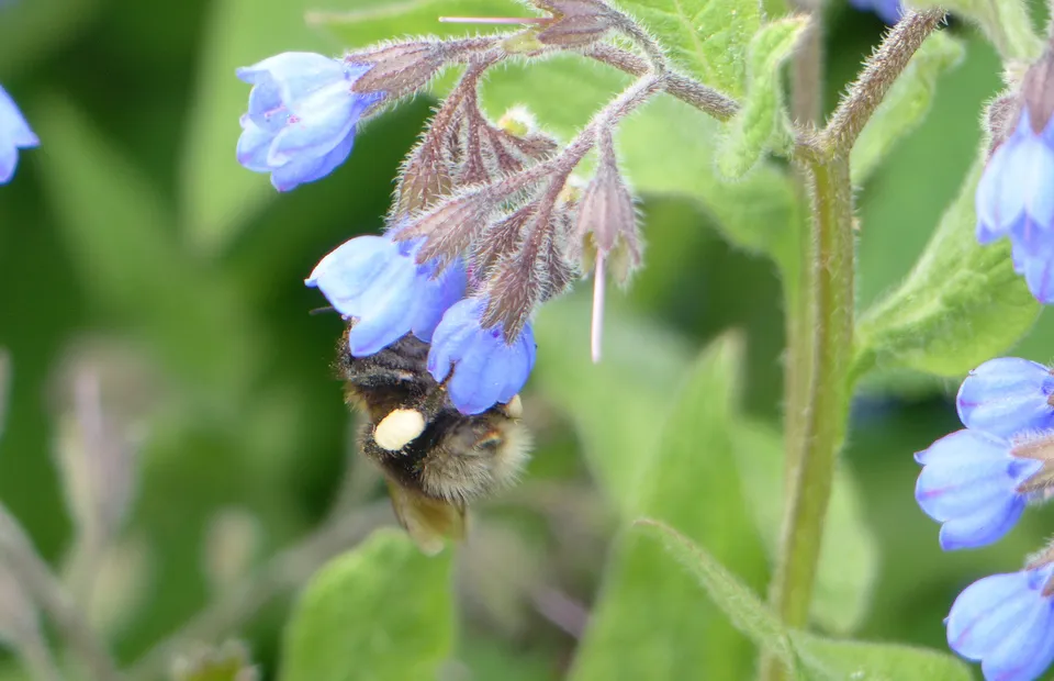 Blauer Kaukasus-Beinwell
