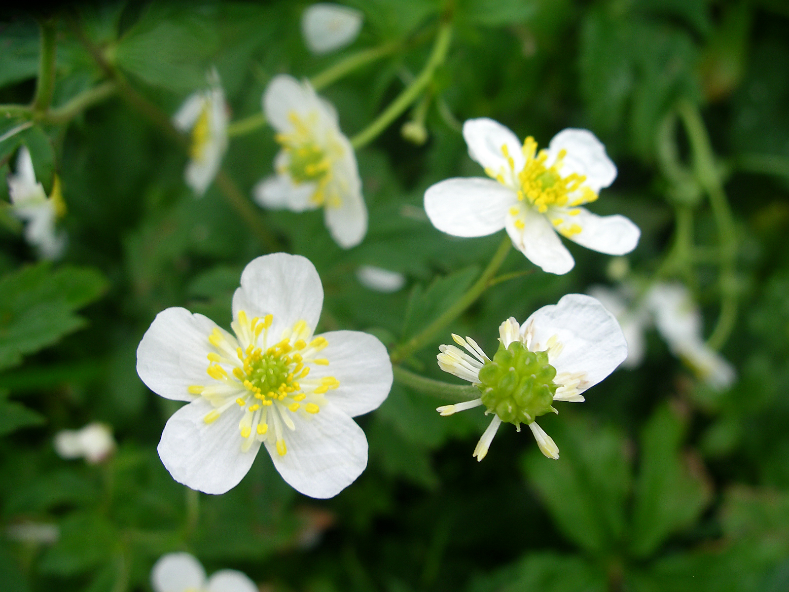 Eisenhutblättriger Hahnenfuß