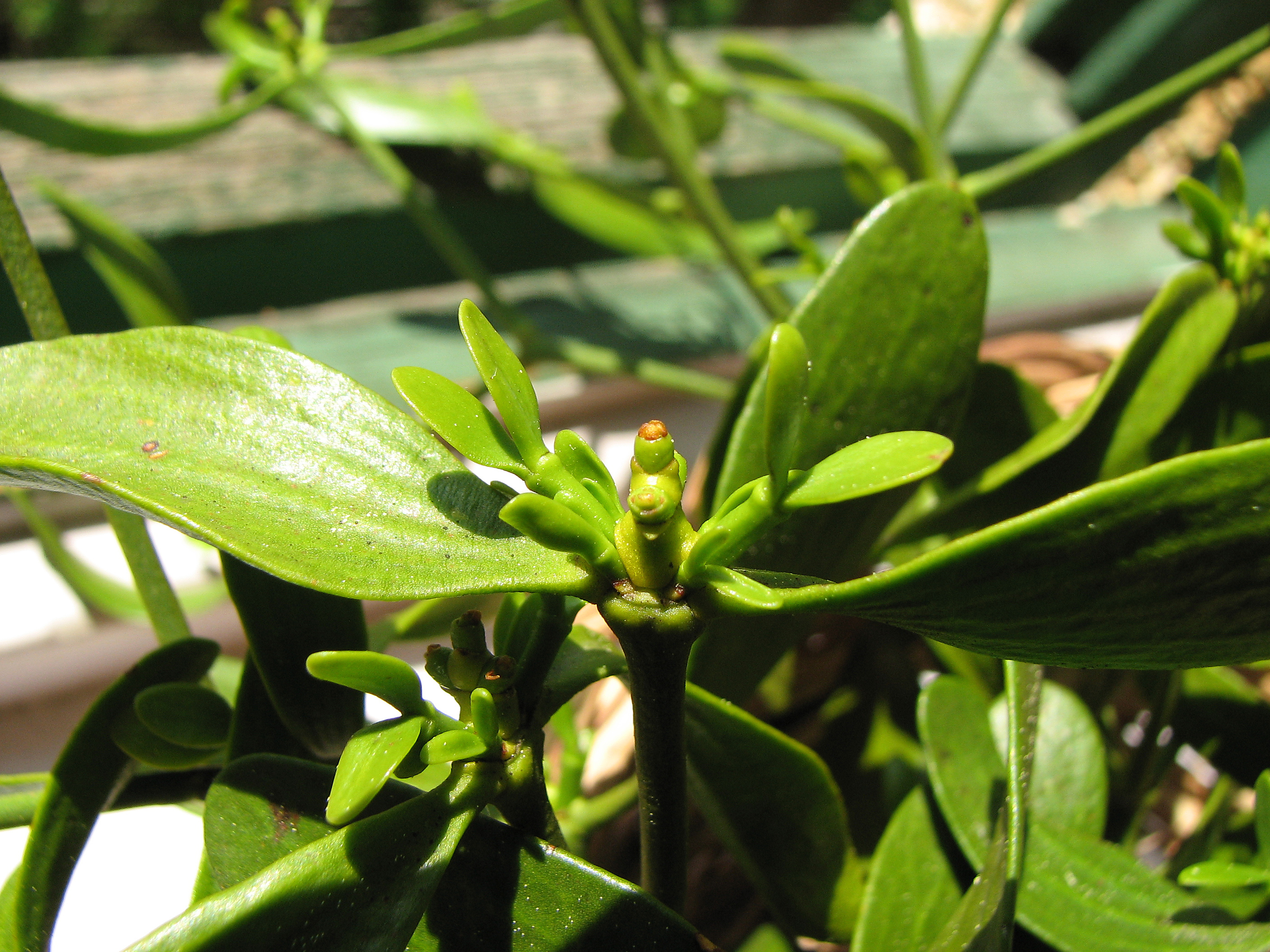 <p> Mistel-Jungtrieb mit Knospen</p>