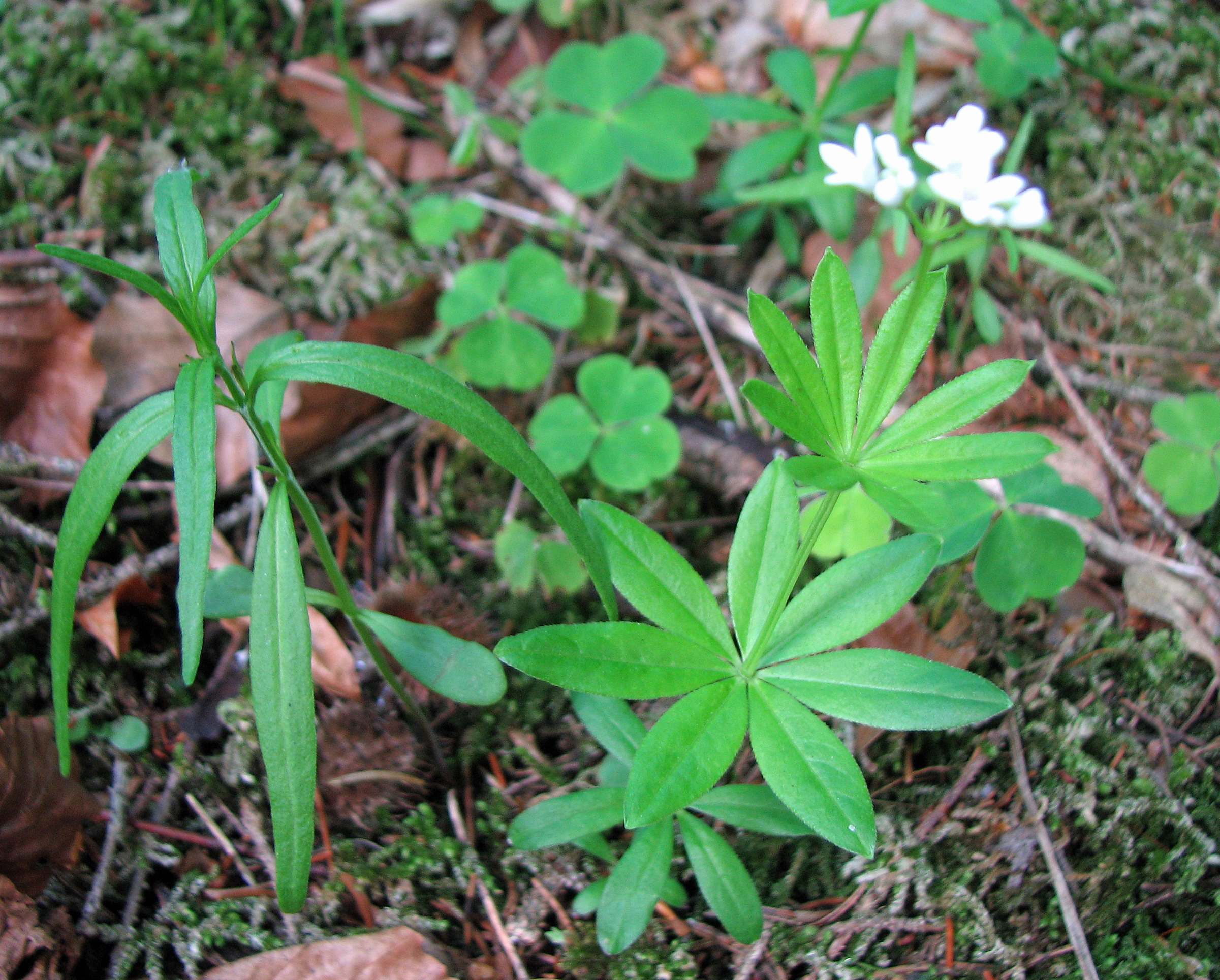 Waldmeister