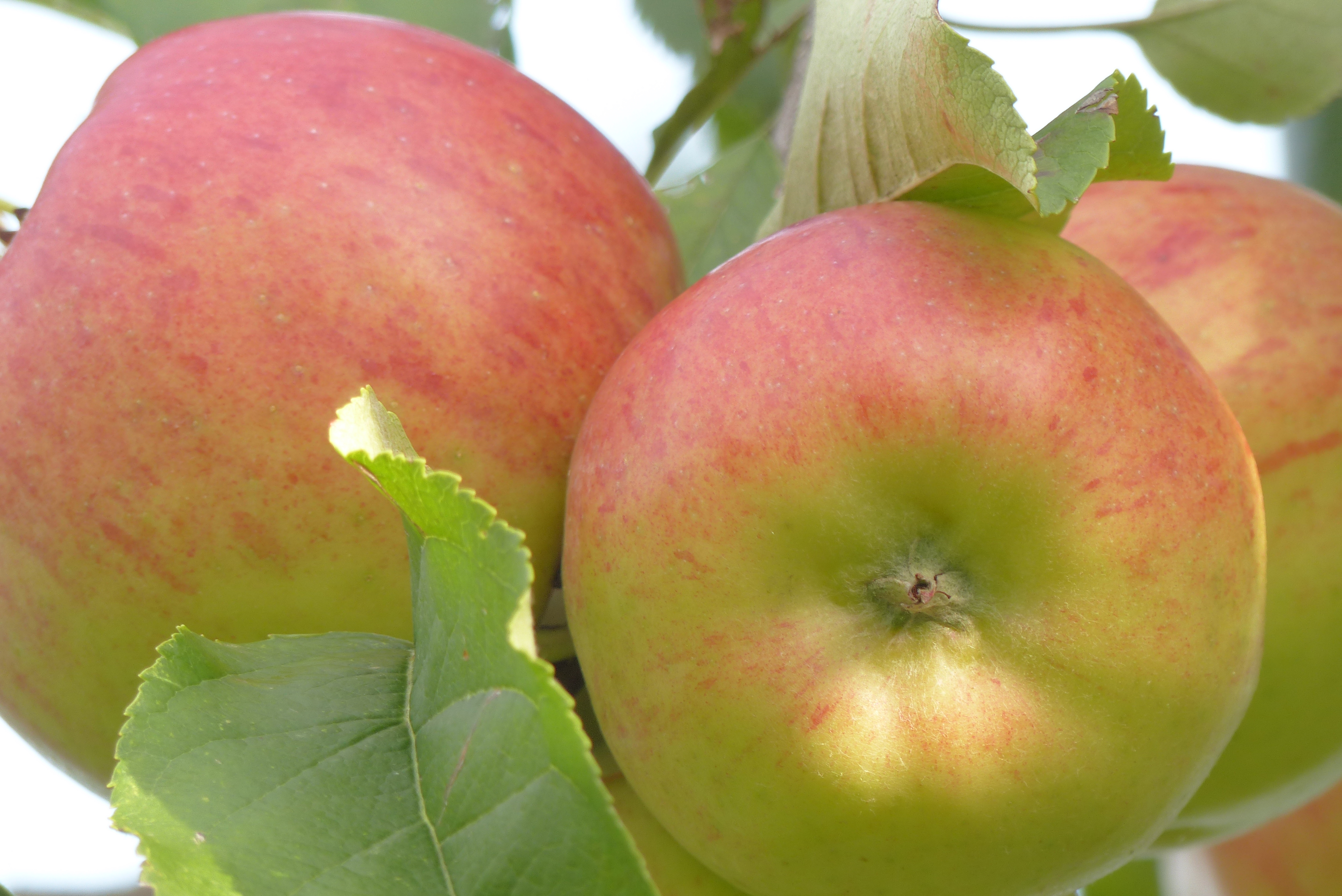 Apfel