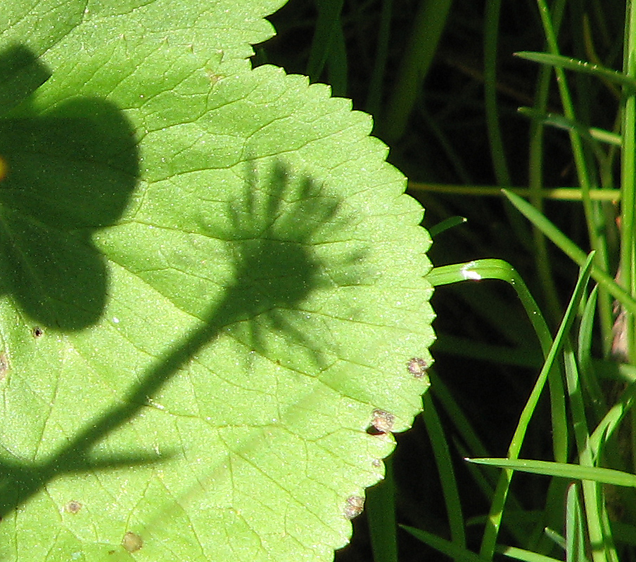 Sumpfdotterblume
