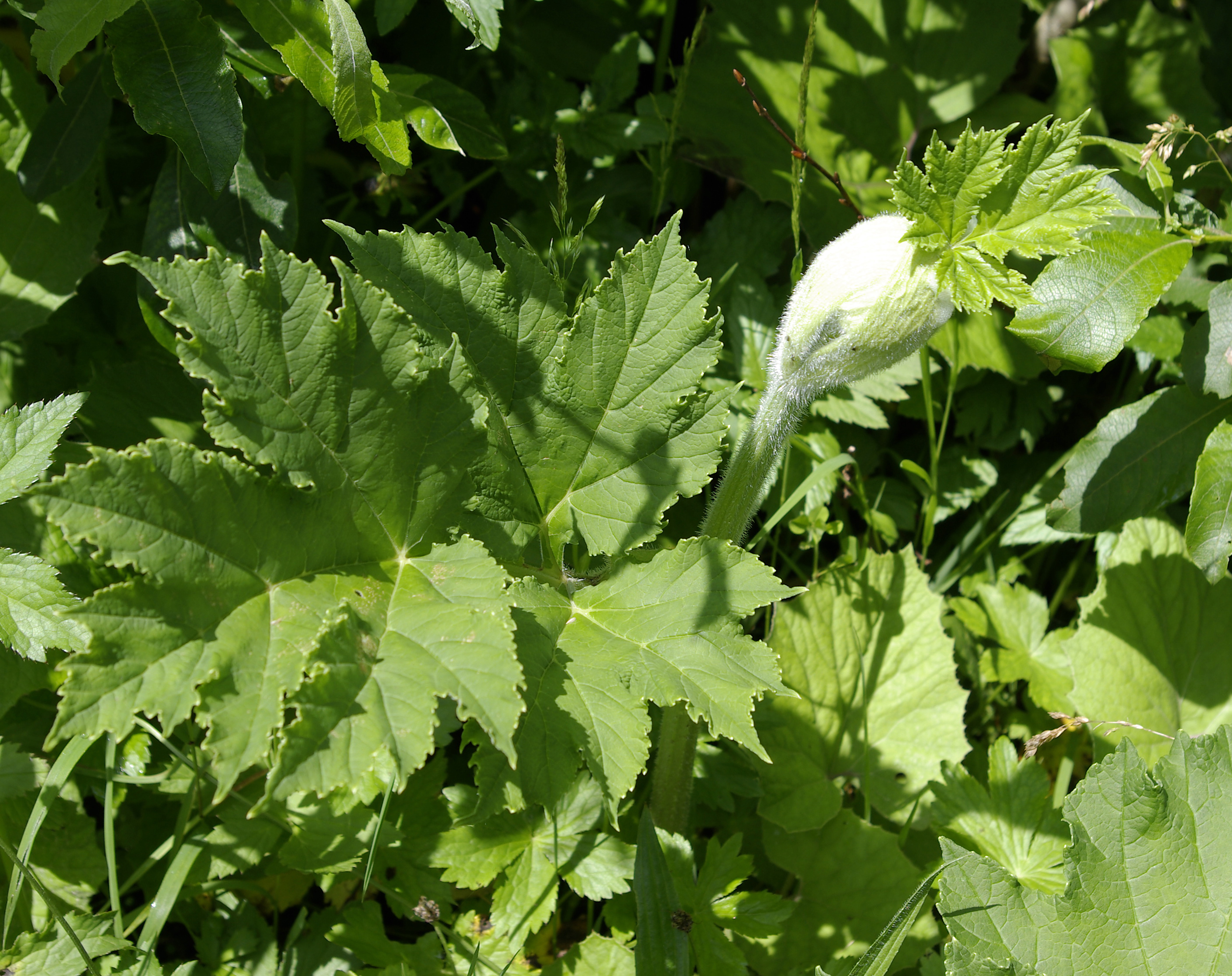 Wiesenbärenklau