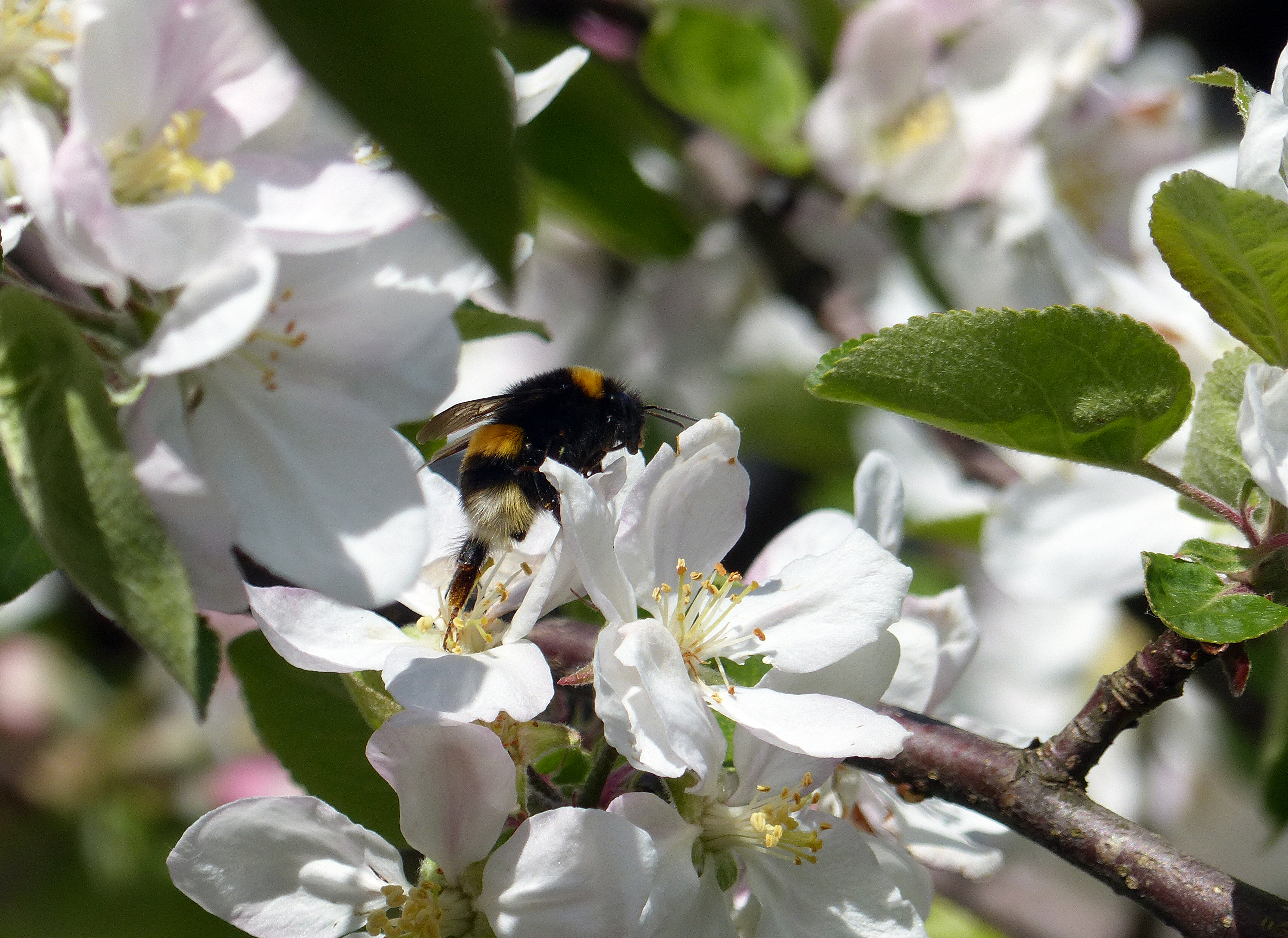 Apfel