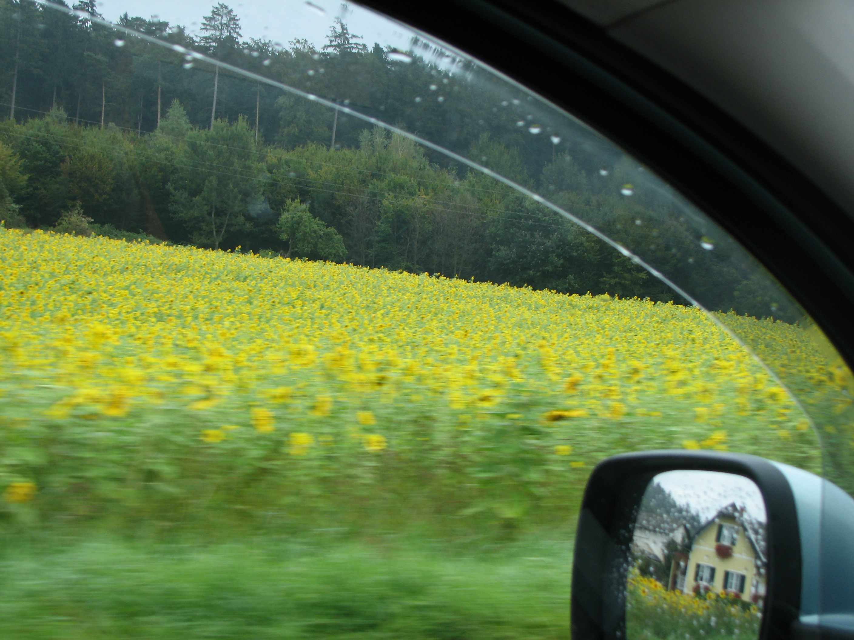 Sonnenblume