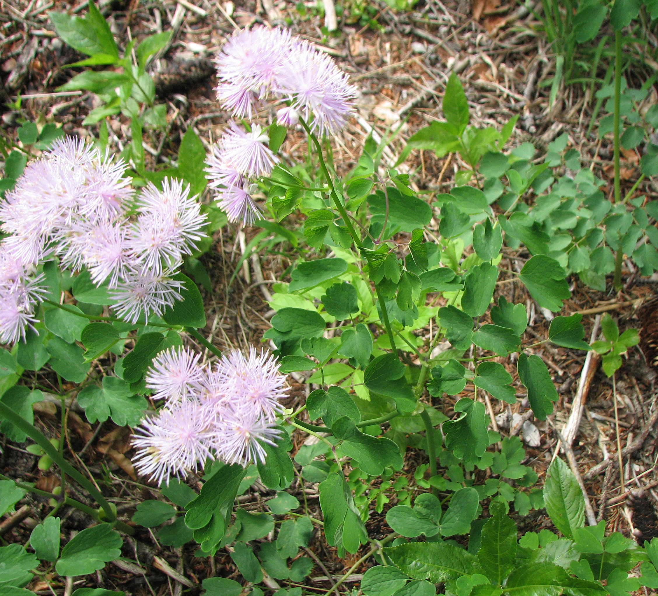 Akeleiblättrige Wiesenraute
