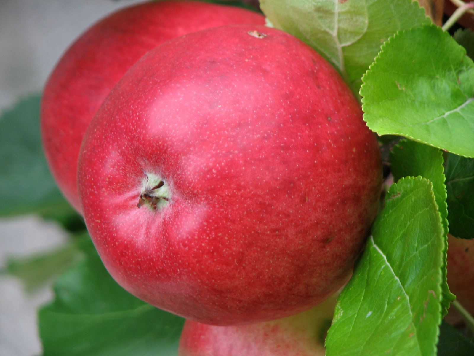 Apfel