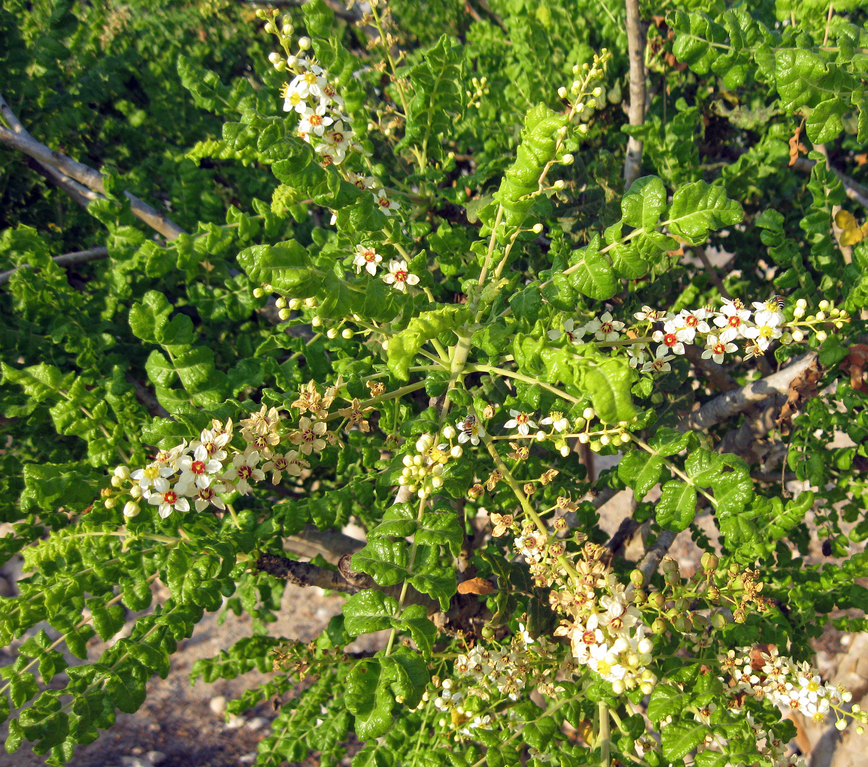 Weihrauchbäume und Weihrauch