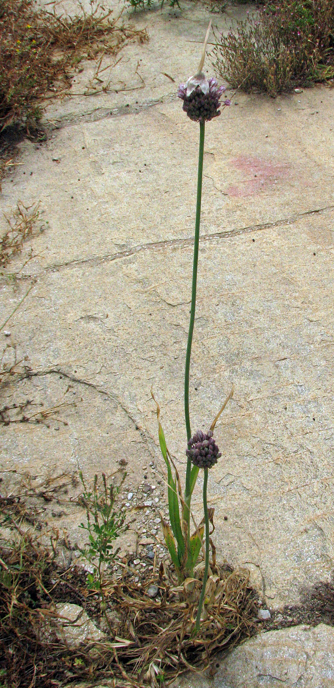 Ackerlauch