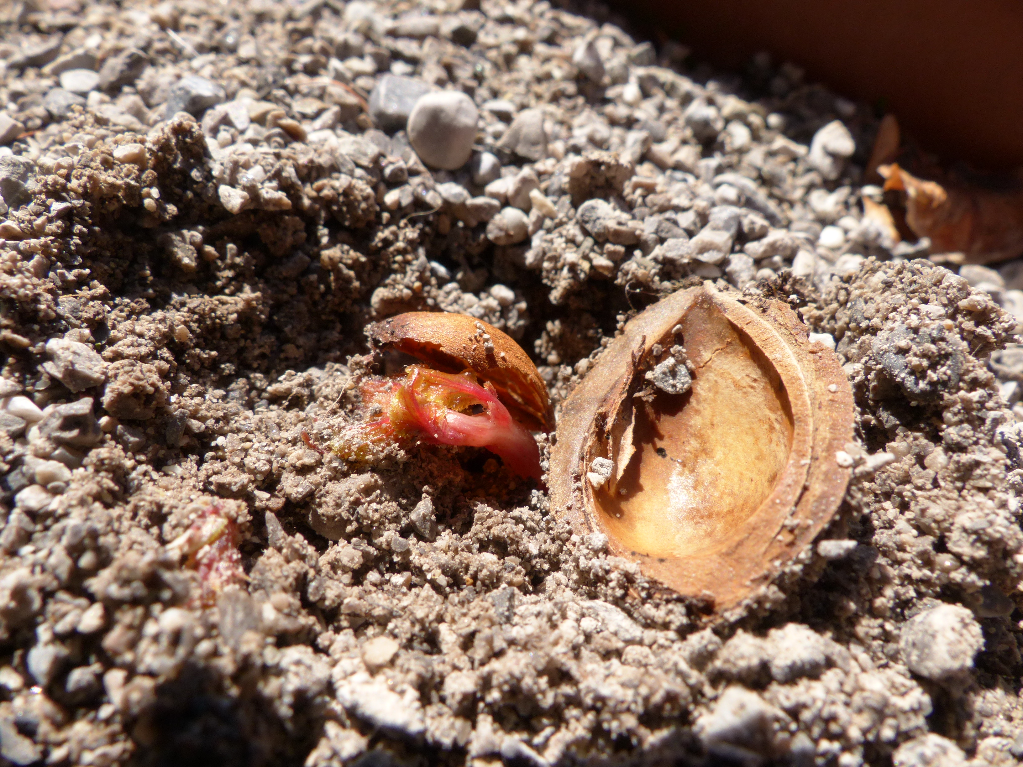 Marillenbaum aus einem Kern ziehen