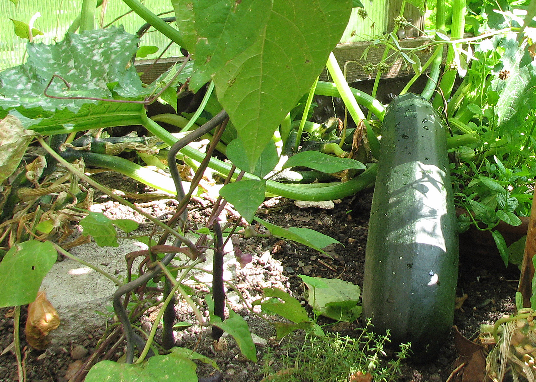 Zucchini