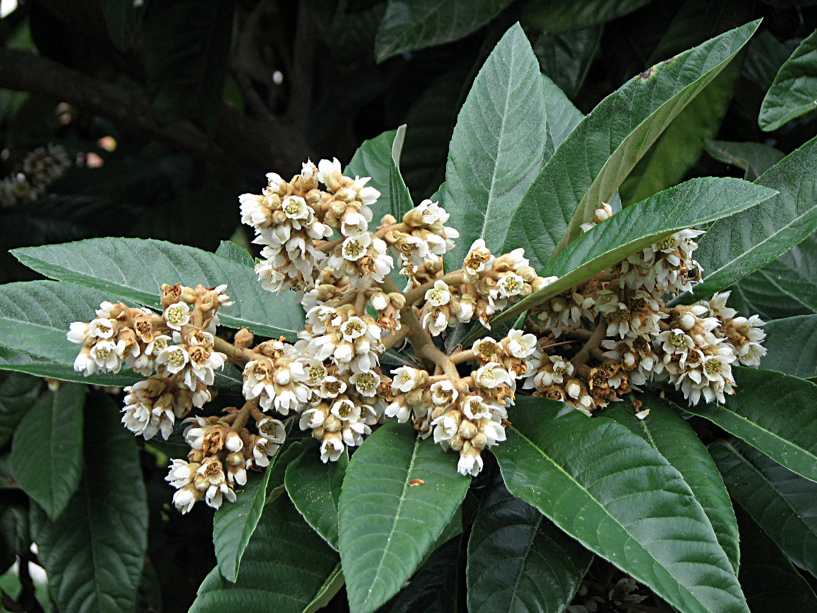 Japanische Wollmispel