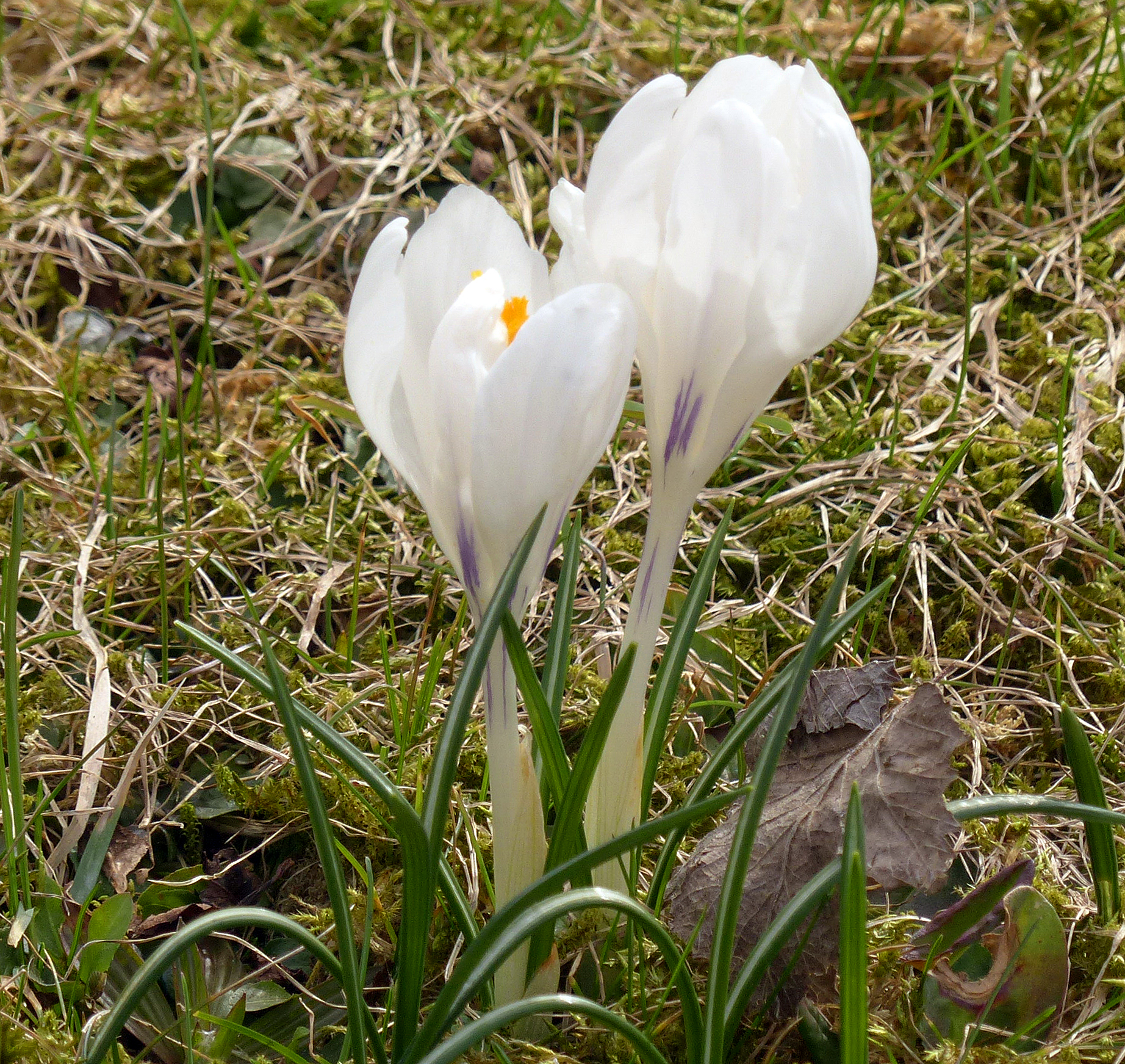 Frühlingskrokus