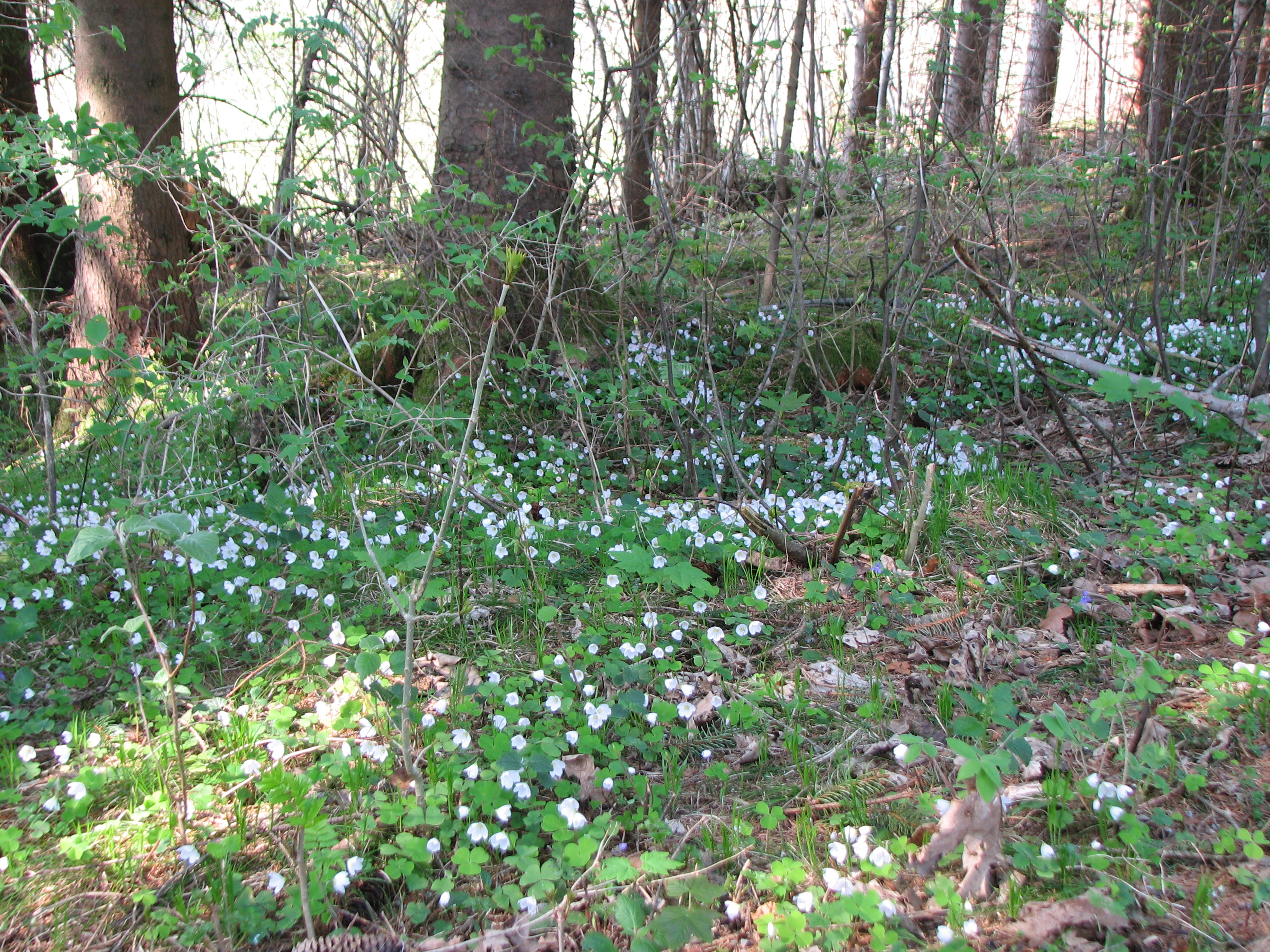 Waldsauerklee