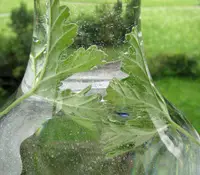 Aqua verde