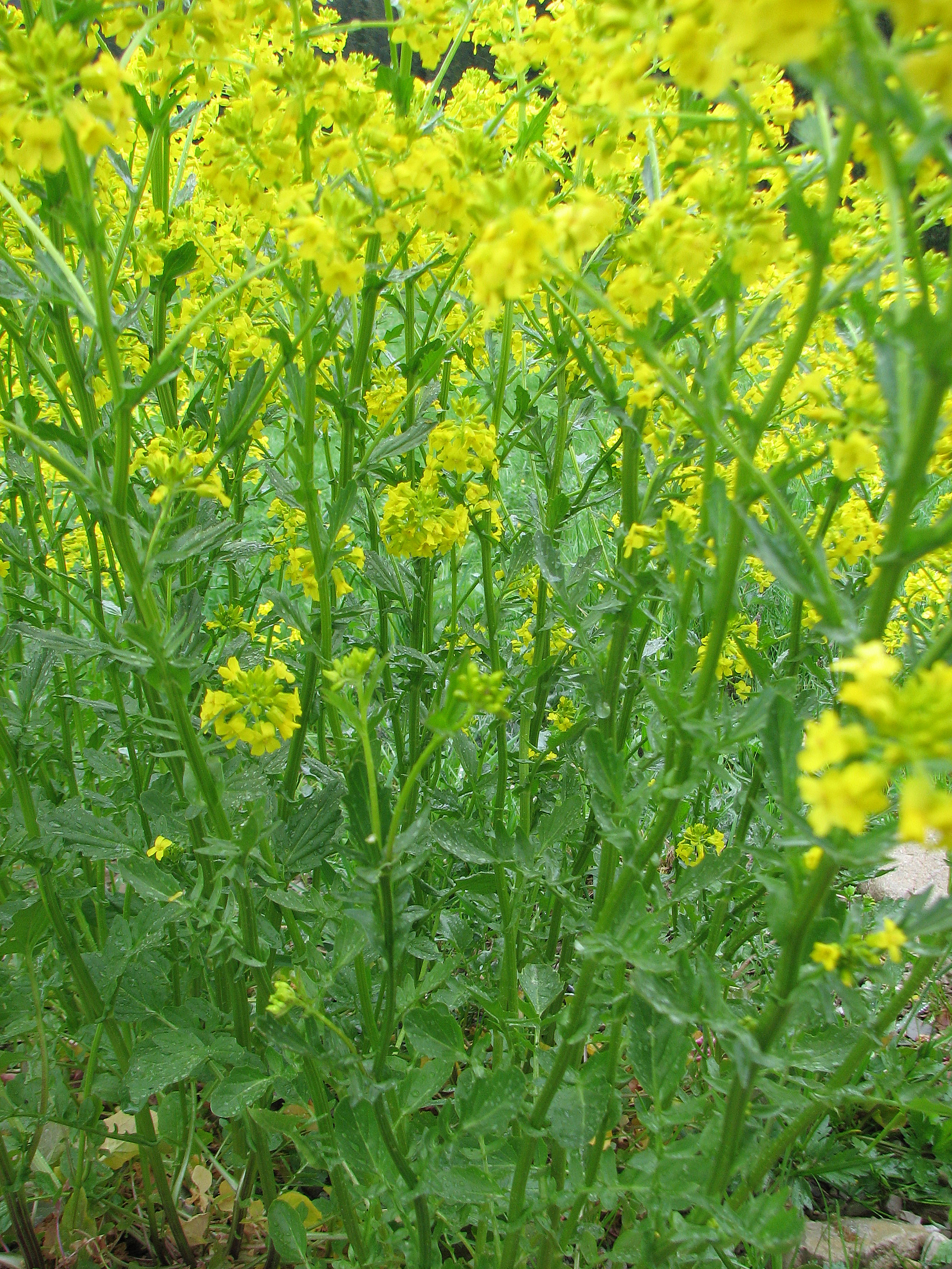 Barbarakraut