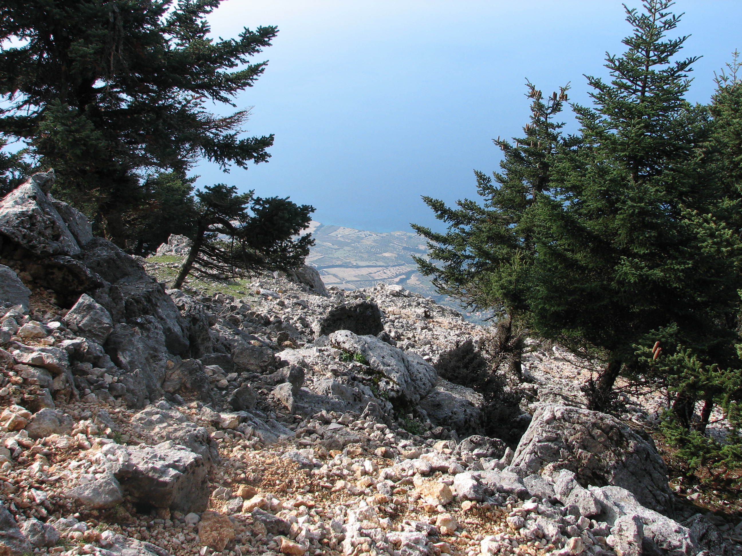 Griechische Tanne