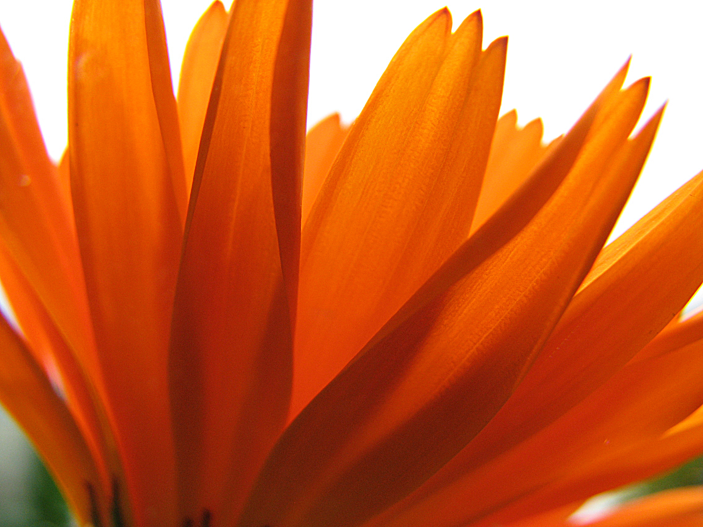 Ringelblume