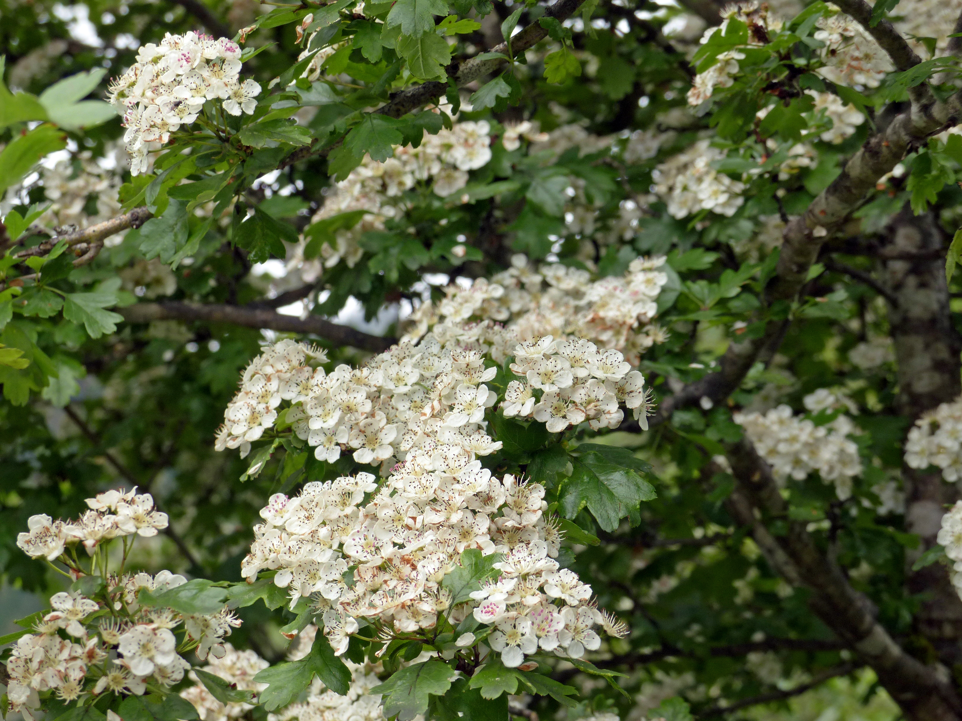 Eingriffeliger Weißdorn