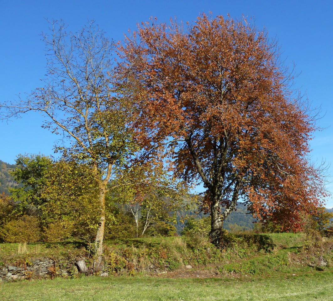 Vogelkirsche