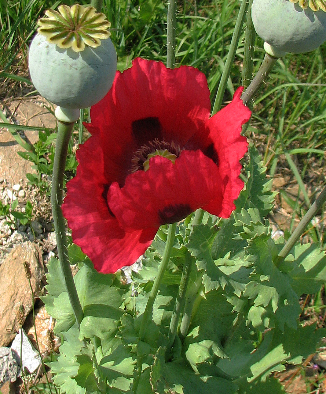 Schlafmohn