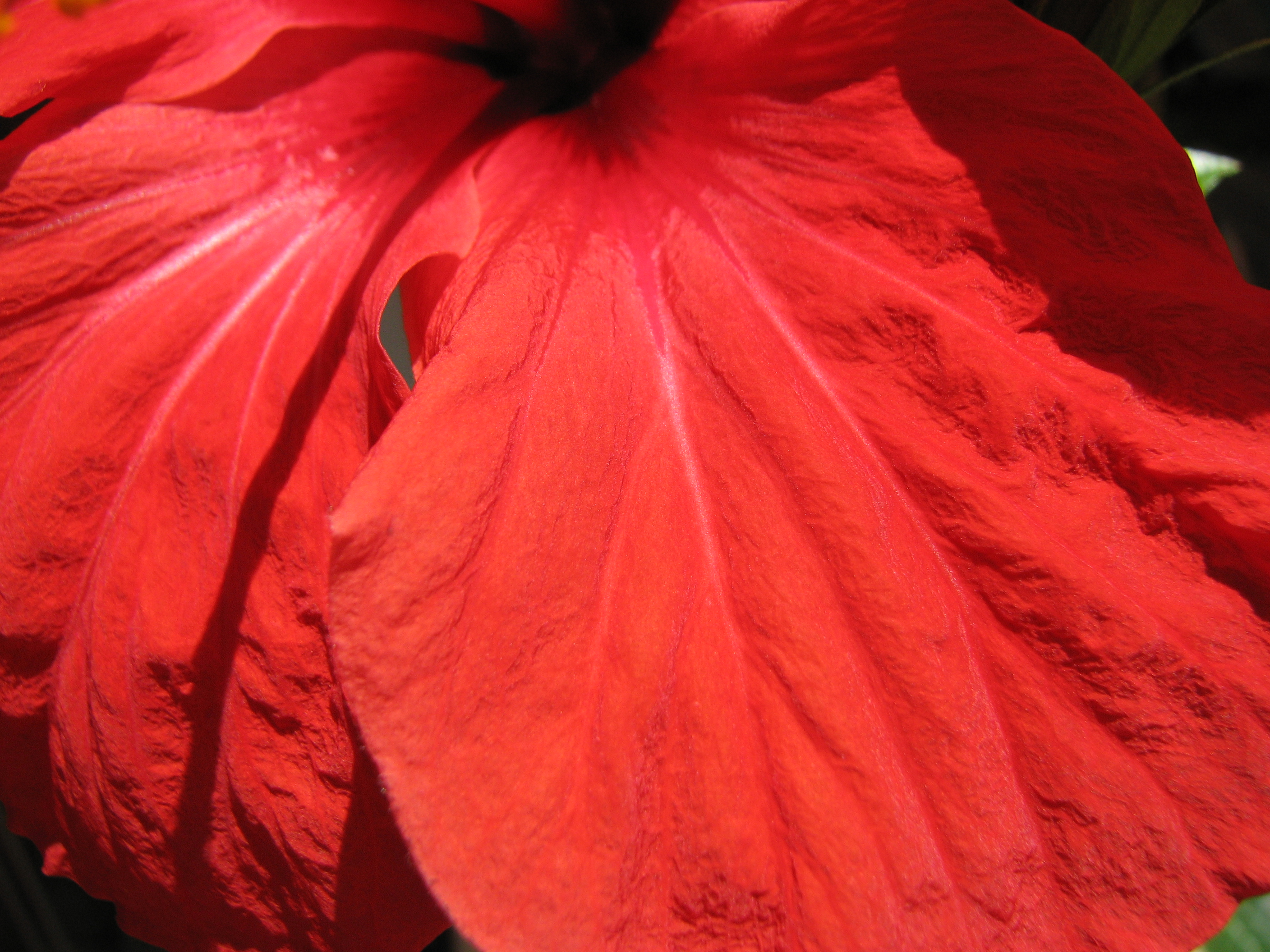 Hibiskus