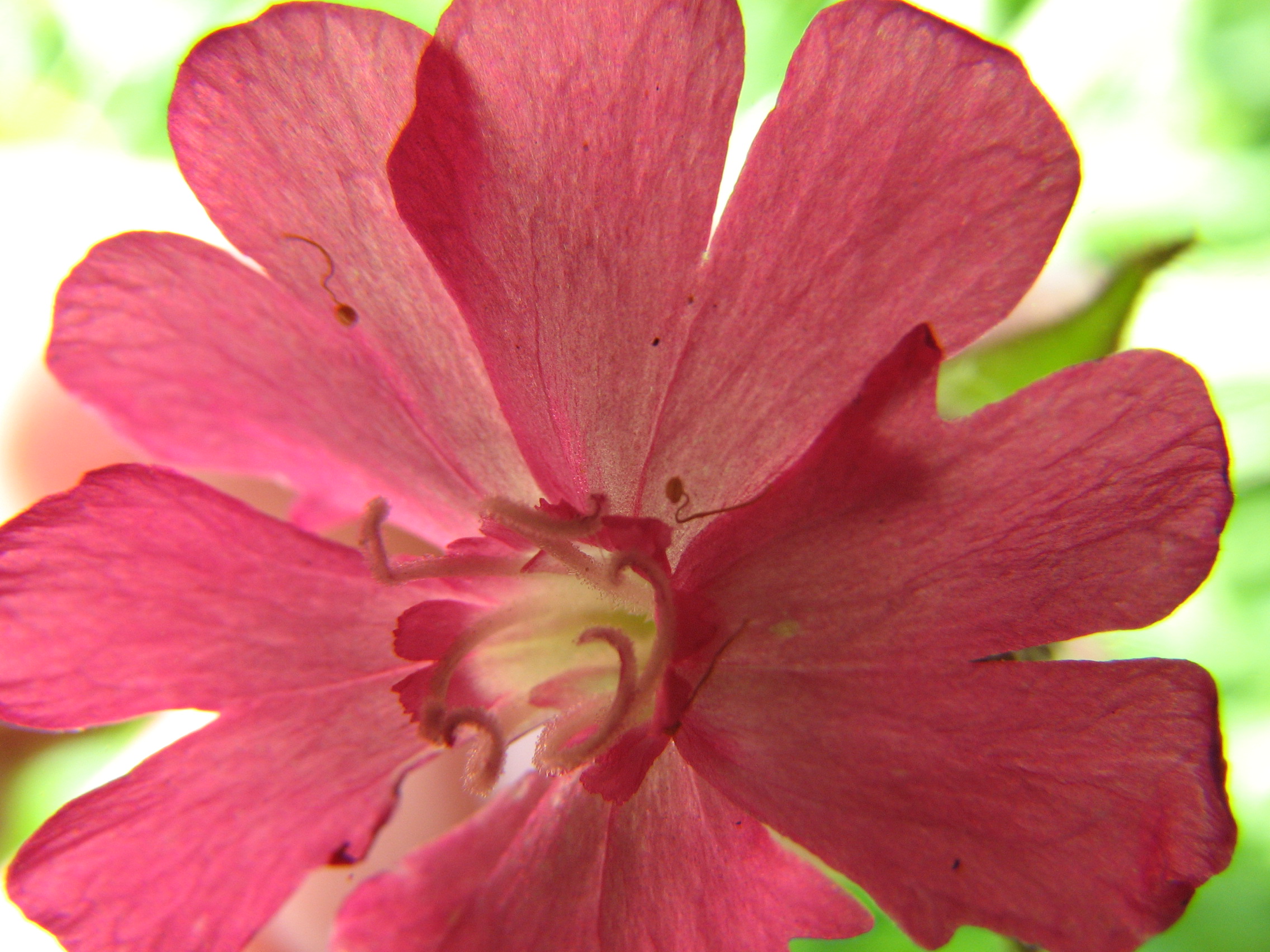Rote Lichtnelke