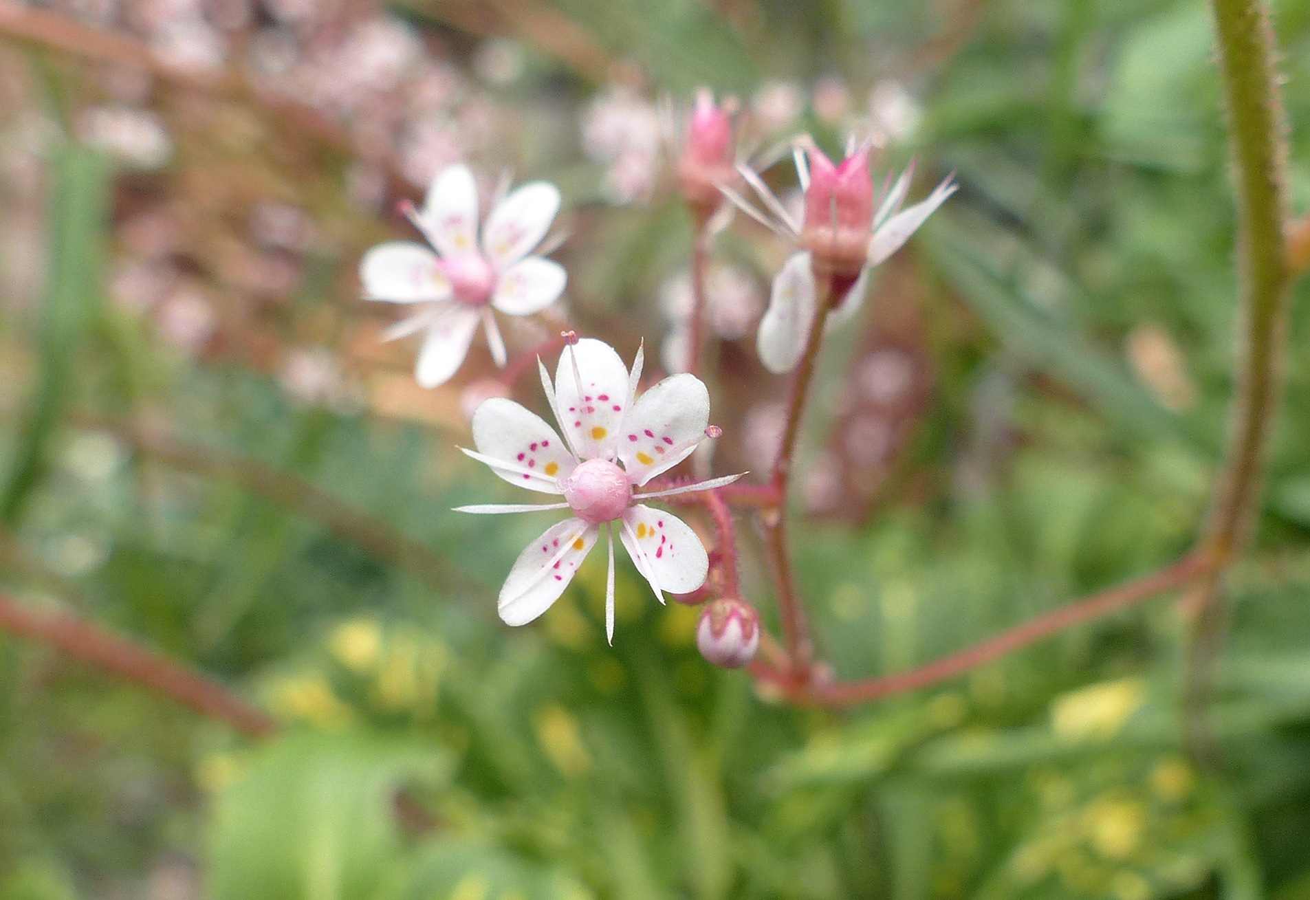 Porzellanblümchen