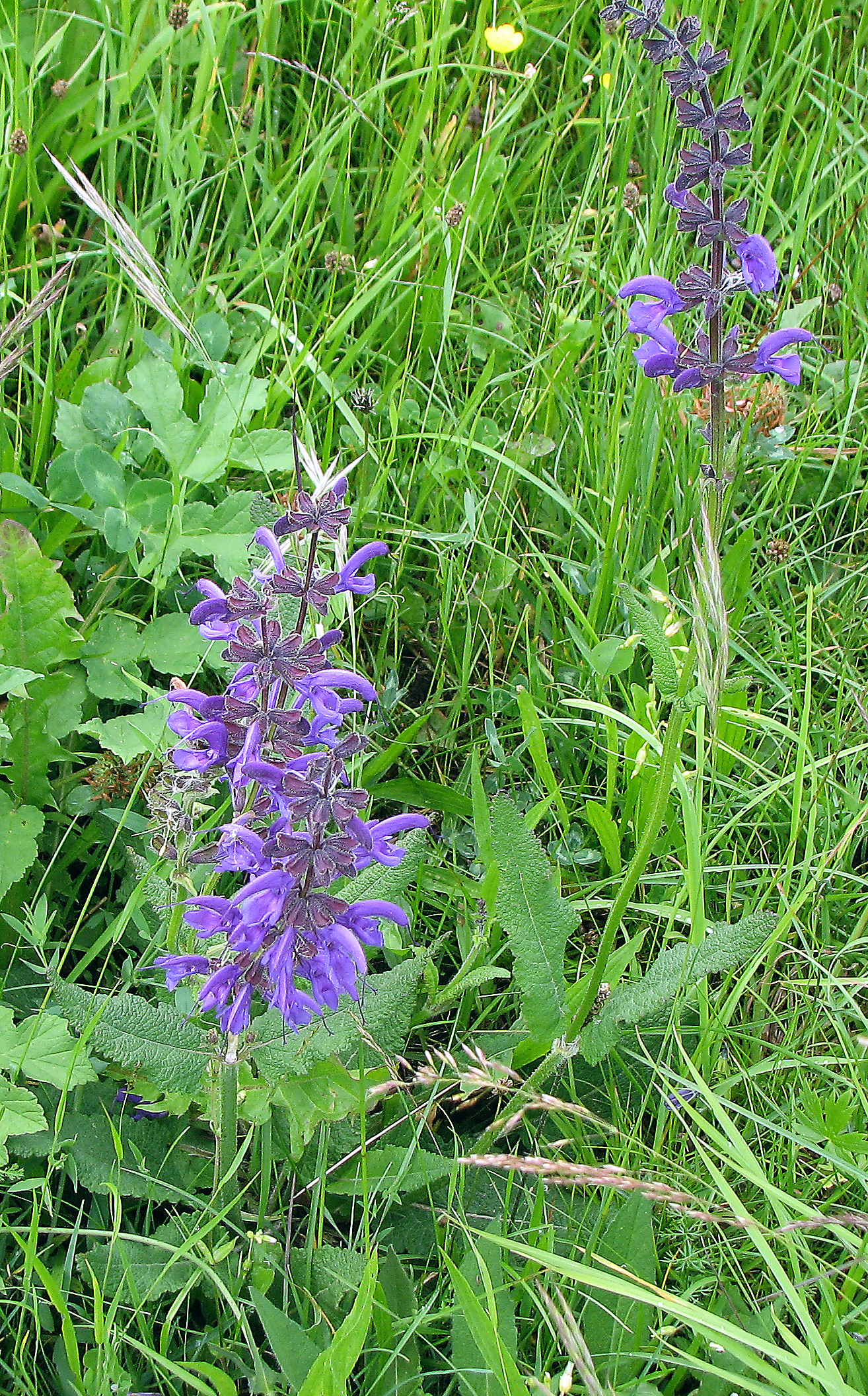 Wiesensalbei