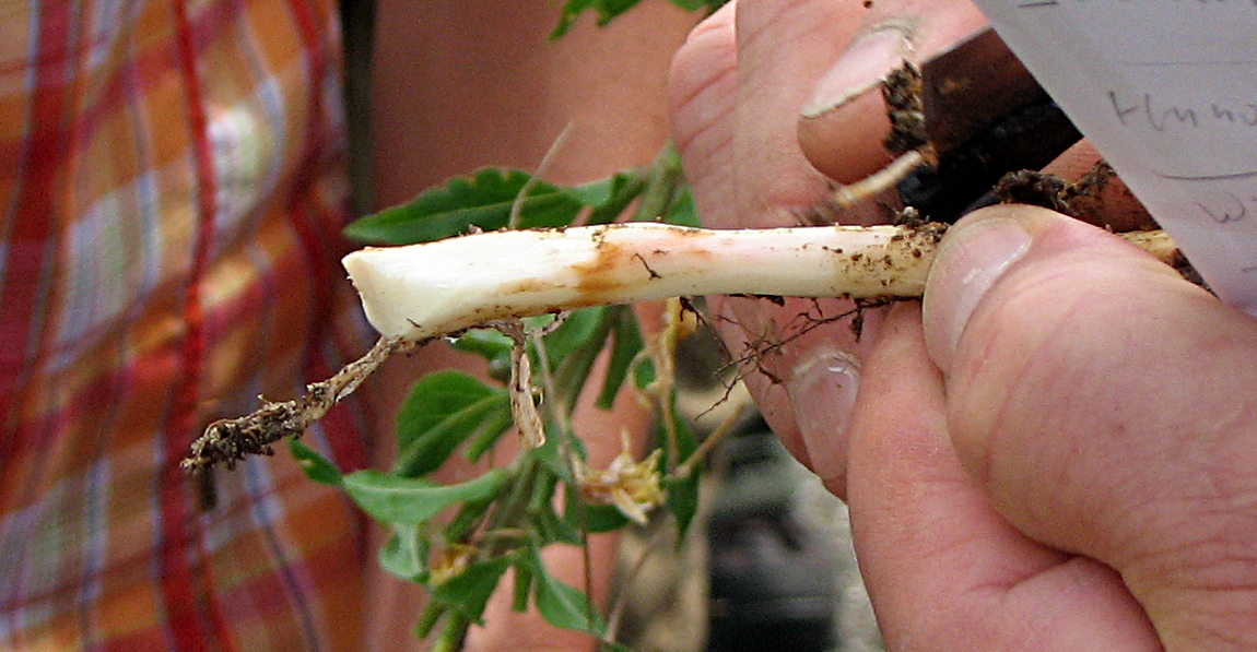 Zottiges Weidenröschen