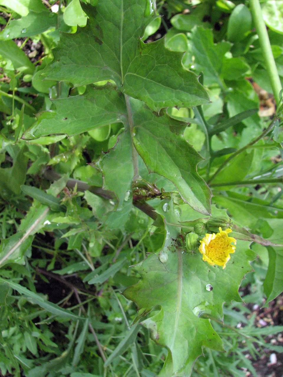 Essbare Wildpflanzen werden verleugnet, aber sie sind treu 