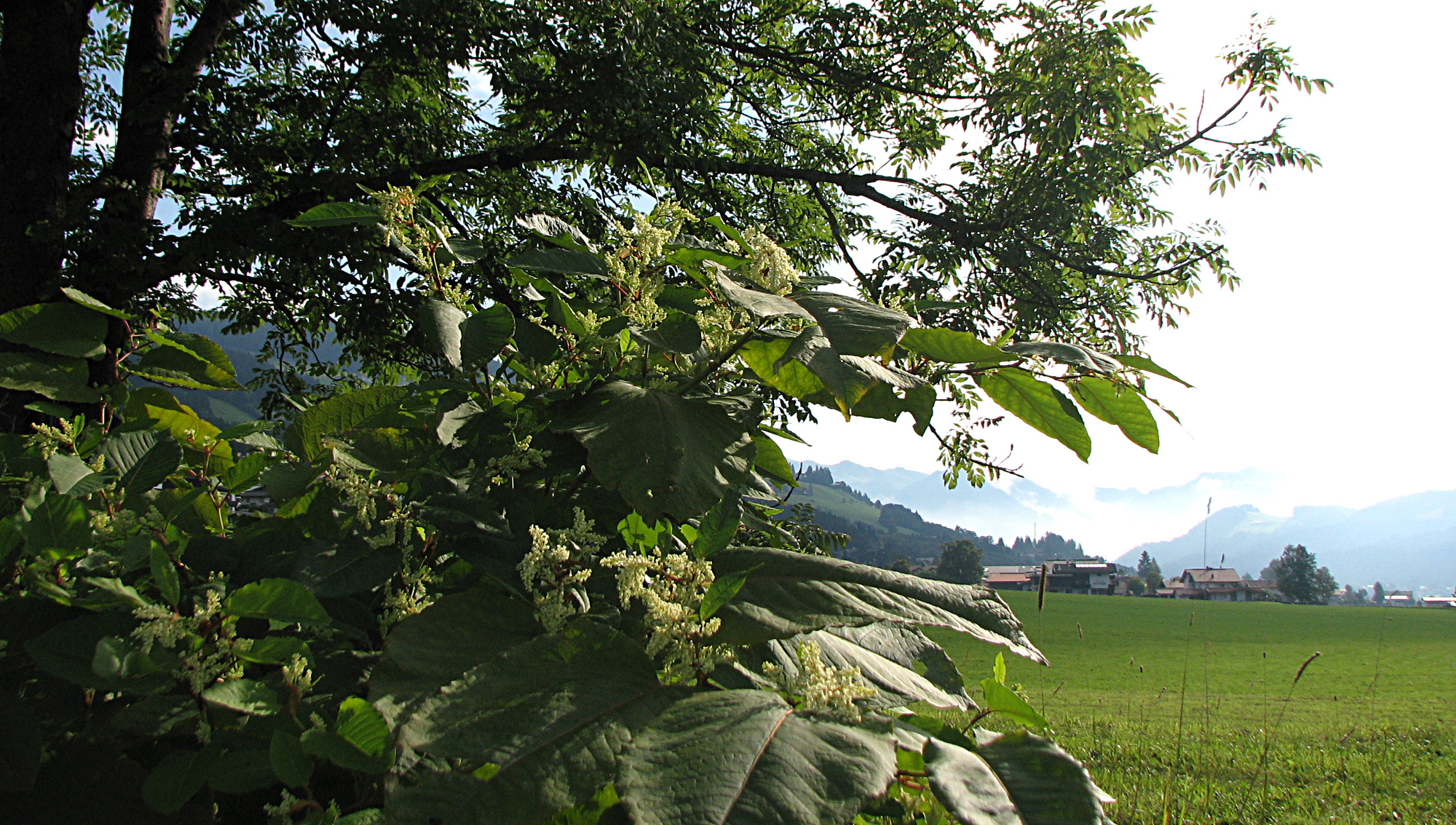 Japanischer Staudenknöterich