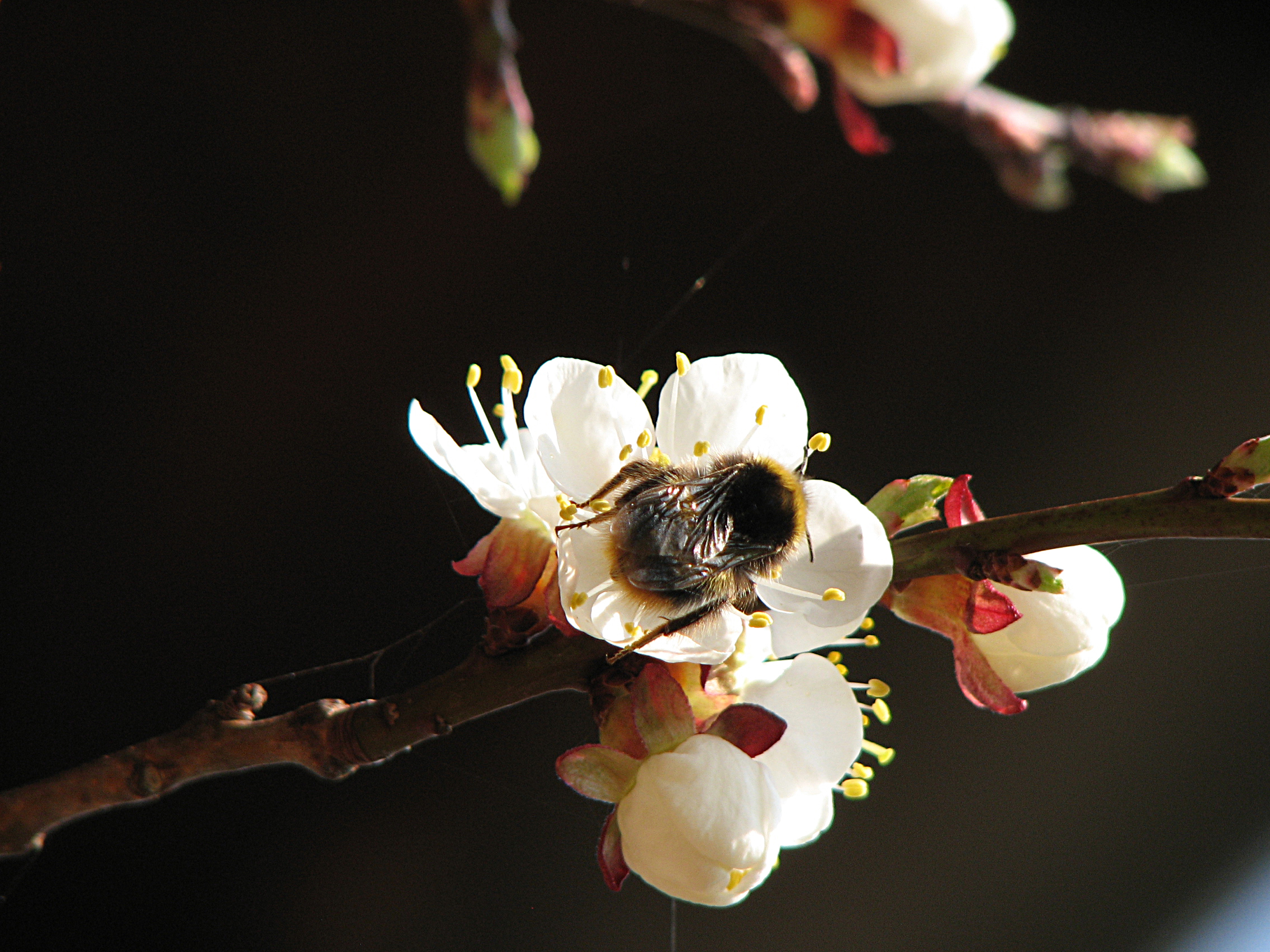 Beste Bienenpflanzen