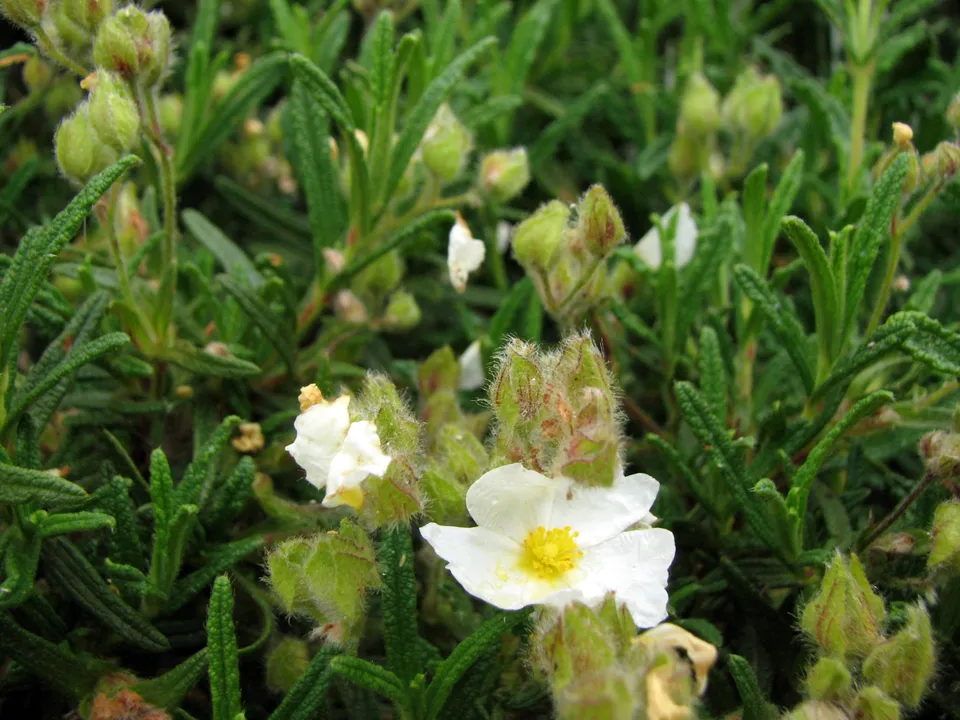 Montpellier-Zistrose